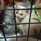 【一旦受付中止】ふわふわ毛質生後一ヶ月の元気な仔猫s - 里親募集