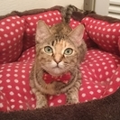 甘えん坊のかわいい縞三毛ちゃんです
