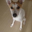 犬友達募集です