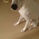 犬友達募集です - 昭島市