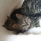 キジトラ2ヶ月弱の男の子　家族に迎えて下さいませんか