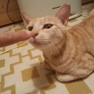 ただいまトライアル中です。ママのクリームさん（2～３才）を幸せに...