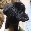 犬友募集中