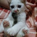 あたしきまったわよ。フフフ。ケーキ屋さんの猫🍰唯一の女の子デコッ...