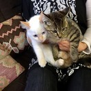 白とキジのキュートな姉妹♪