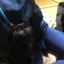 やんちゃで元気な三つ子ちゃん その② − 長崎県