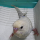 【里親様決定】セキセイインコ