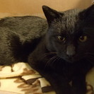 気だての良いオス黒猫です