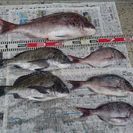 海釣り