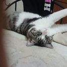 猫(♂)の里親になってくださる方射ませんか？