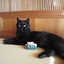 長いふさふさしっぽが自慢の黒猫クロちゃん