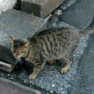 かわいい野良のトラ子猫、飼って下さい - 江戸川区