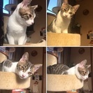明るい甘えん坊抱っこも好き − 埼玉県