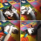 明るい甘えん坊抱っこも好き - 猫