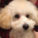 ６ヶ月トイプードル子犬♂