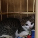 かわいい猫ちゃん - 大和郡山市