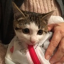 かわいい猫ちゃん