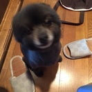 ポメラニアン 8歳です。