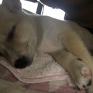 2ヶ月の子犬里親さん探してます！ − 沖縄県