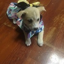 2ヶ月の子犬里親さん探してます！ - 糸満市