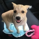 2ヶ月の子犬里親さん探してます！ - 里親募集
