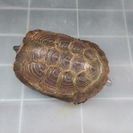 クサガメもらってください