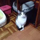 ！猫が自宅から脱走してしまいました！