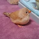 鳥類の里親様を探しております