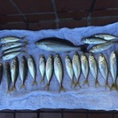 釣り仲間募集
