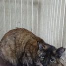 12月18日の譲渡会は中年期の猫特集👏でもあります。さびちゃん２...