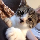 子猫