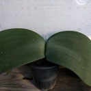 マユハケオモト(ハエマンサス）のピンクバナです（開花大株）