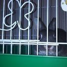 ネザーランドドワーフ‼。