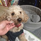 決まりました。ありがとうございました。大至急。里親さんを捜してま...