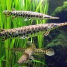 120cmの淡水魚用の水槽セット譲って下さい。スポッテッドガー飼...