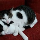 白黒のウシ柄（オス）キジトラ（メス）7~8ヶ月くらい - 古河市