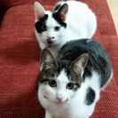 白黒のウシ柄（オス）キジトラ（メス）7~8ヶ月くらい - 猫