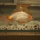 金魚の引き取り手を探してます