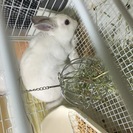 【大至急】里親を探しています