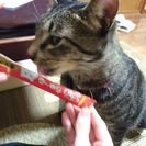 迷い猫の情報を教えて下さい