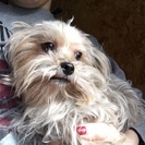 ヨークシャテリア