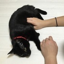 クラッシュオブクラウン メンバー募集