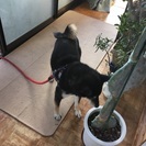 3歳半の黒柴 お散歩大好き この度はありがとうございました