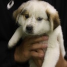 緊急　行政に収容されています子犬 オス　2か月　ふく君　　一番の...