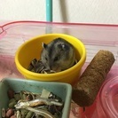 ジャンガリアンハムスター里親募集！