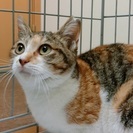 母猫思いの優しい虹三毛めす　生後８か月