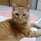 【譲渡決定しました】推定４歳の甘えん坊チャトラ猫(オス)里親募集中