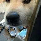 飼い主さんが見つかりました！！