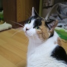 まん丸三毛ちゃん