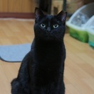 美人の黒猫ちゃん